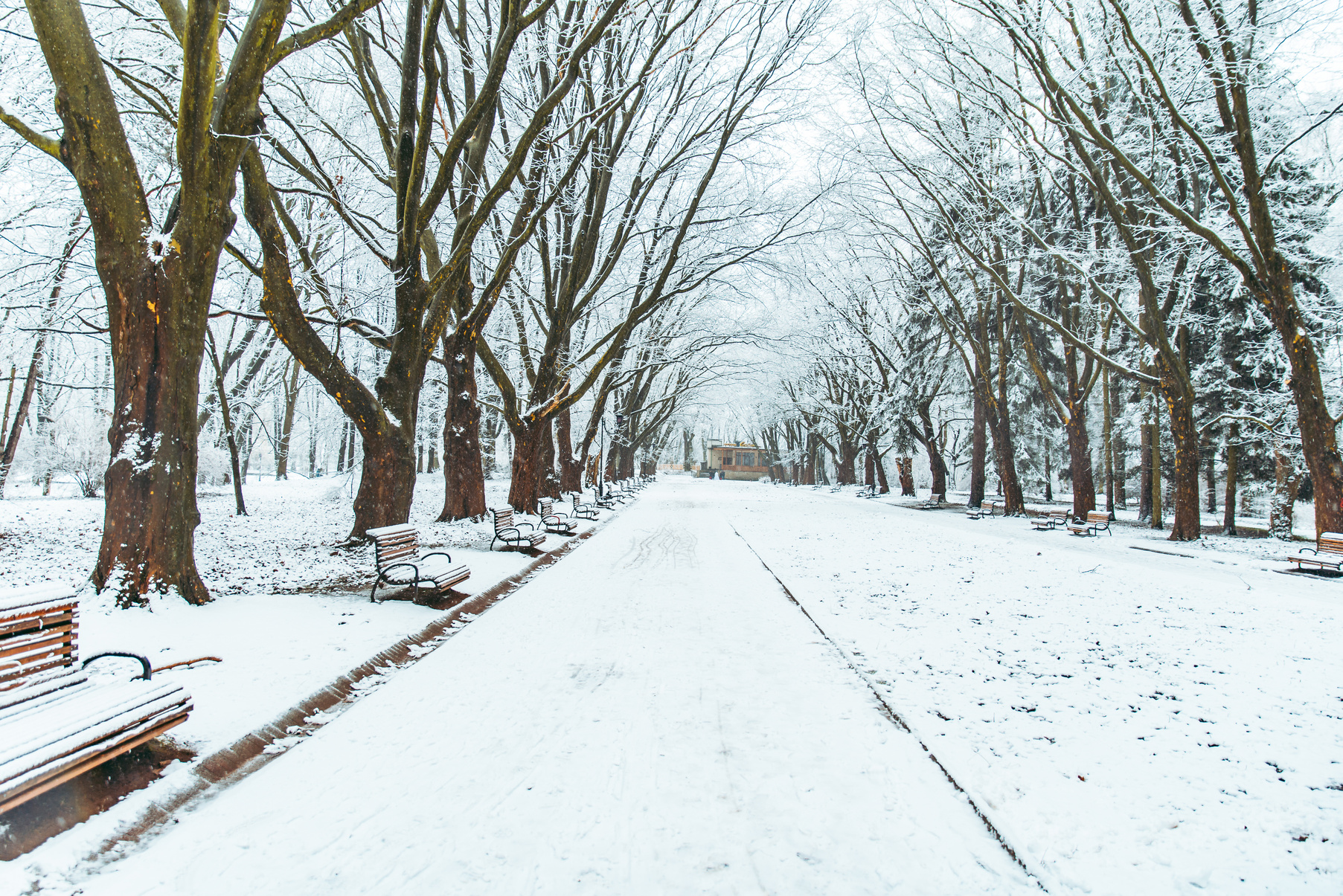 snowed city park. winter time. christmas